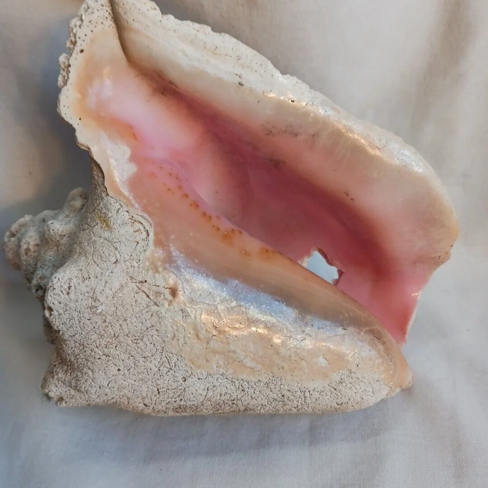 Vintage CONCH Large Natural Seashell CORALIZED WEATHERED BEACHCORE HEAVY FOSSIL